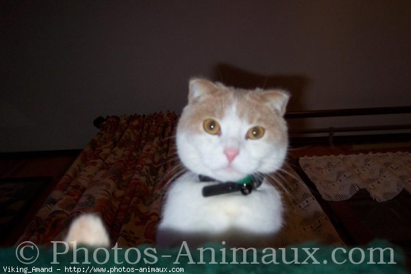 Photo de Scottish fold