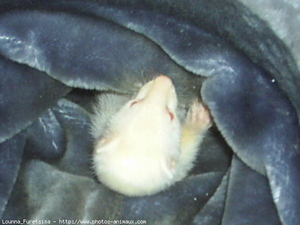 Photo de Furet