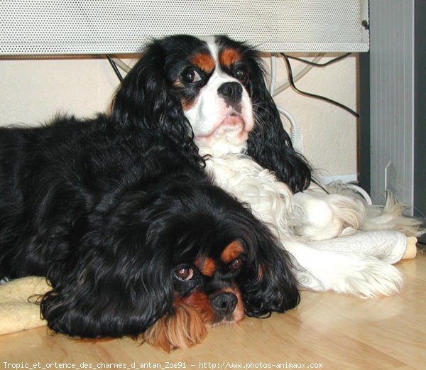 Photo de Cavalier king charles spaniel