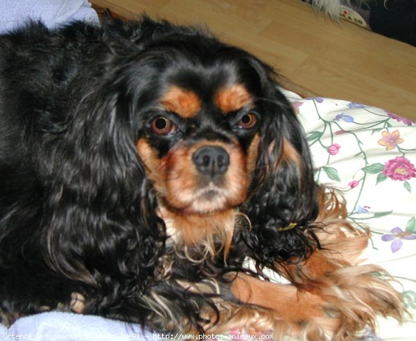 Photo de Cavalier king charles spaniel