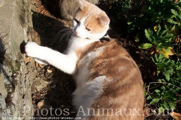 Photo de Scottish fold