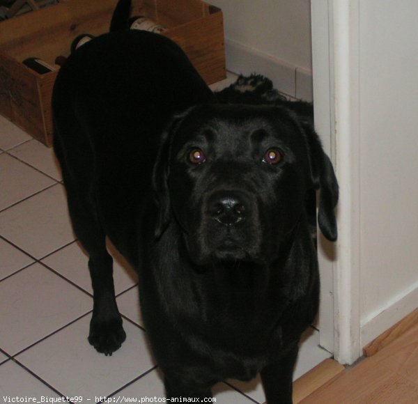 Photo de Labrador retriever