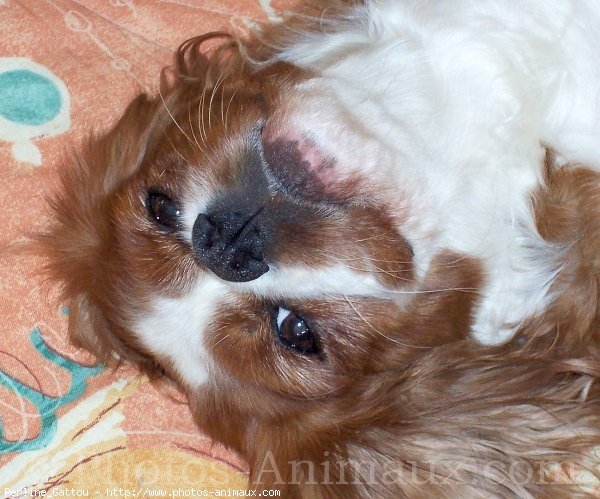 Photo de Cavalier king charles spaniel