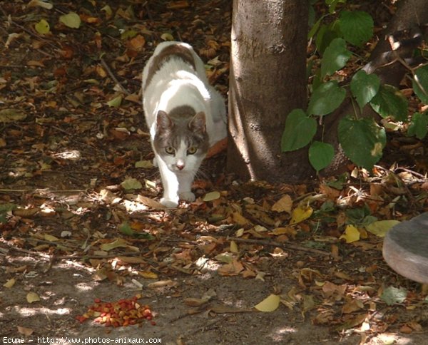 Photo de Chat domestique