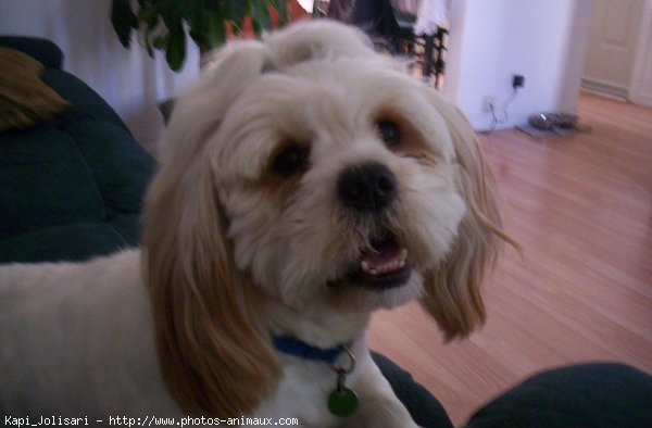 Photo de Lhassa apso