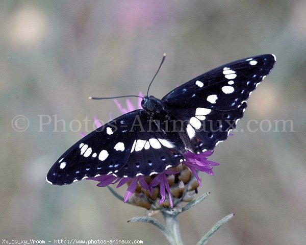 Photo de Papillon