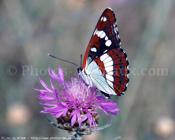 Photo de Papillon