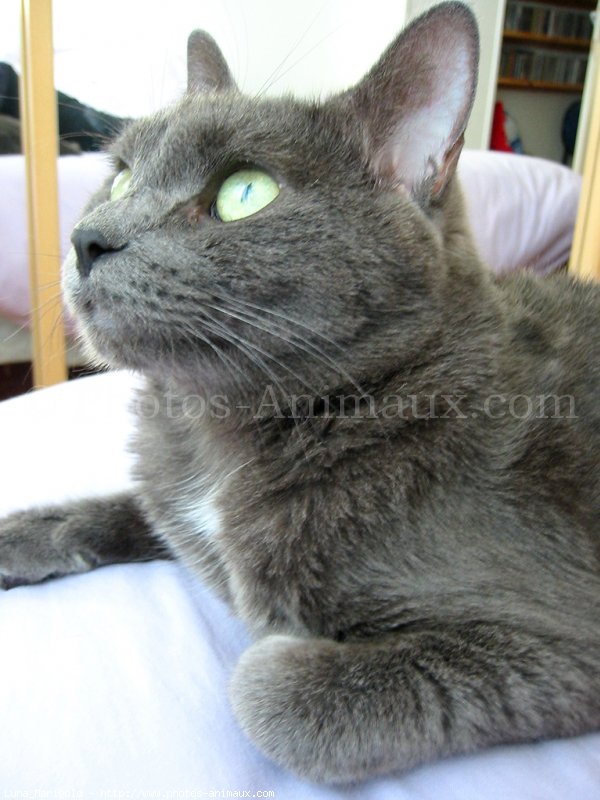 Photo de Chartreux