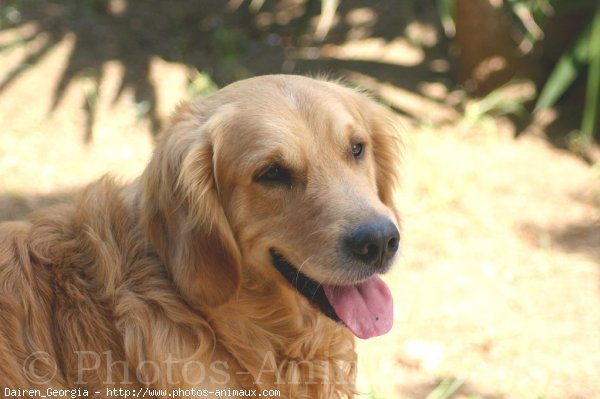 Photo de Golden retriever