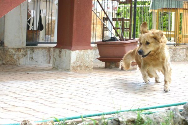 Photo de Golden retriever