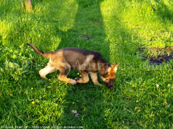 Photo de Berger allemand  poil court