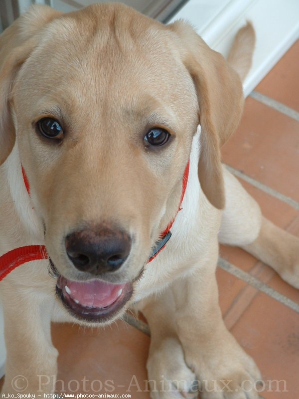 Photo de Labrador retriever