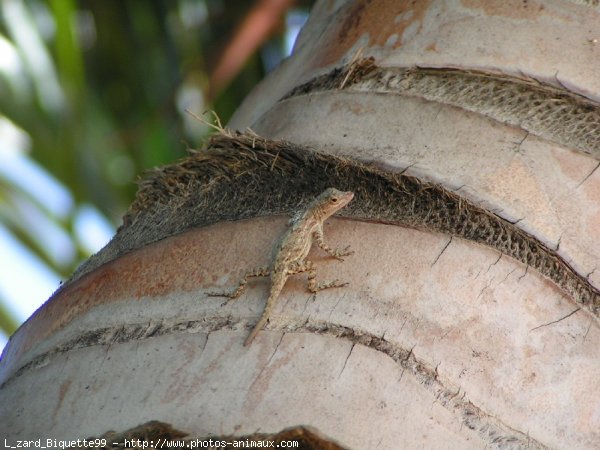 Photo de Lezard