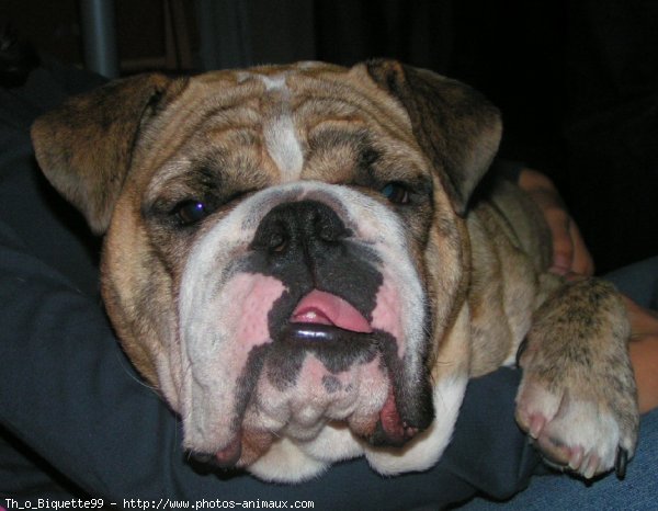 Photo de Bulldog