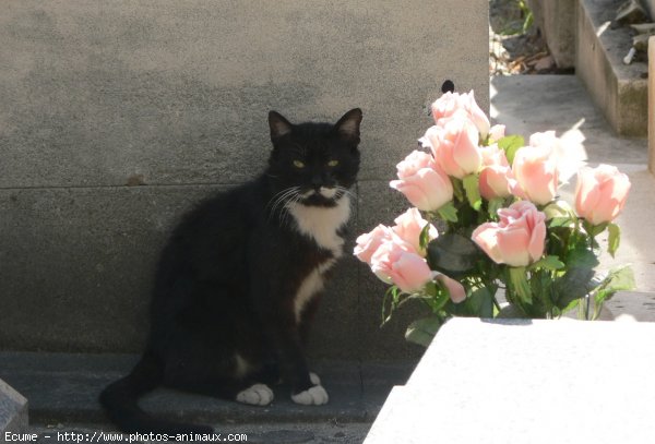 Photo de Chat domestique