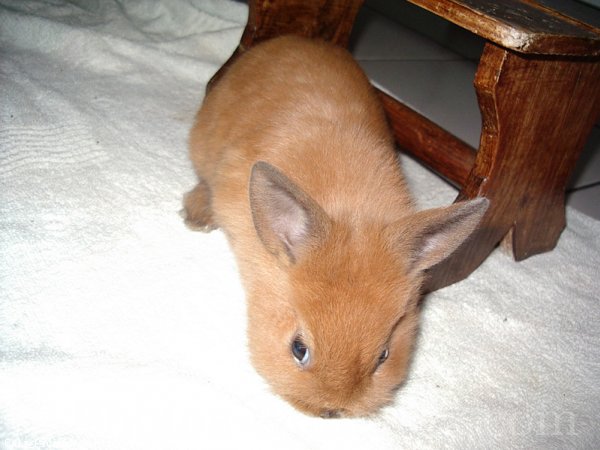 Photo de Lapin