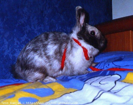 Photo de Lapin