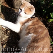 Photo de Scottish fold