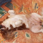 Photo de Cavalier king charles spaniel