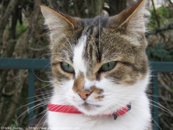 Photo de Chat domestique