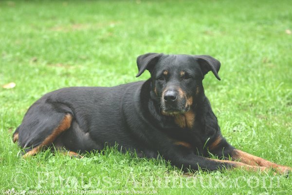 Photo de Rottweiler