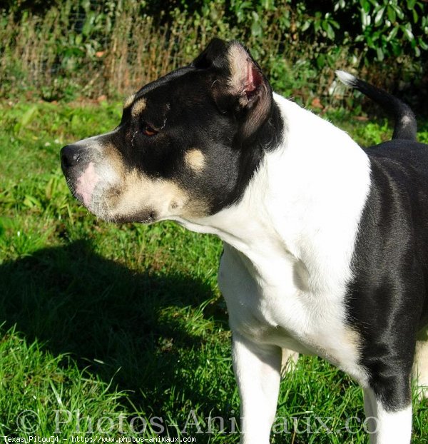 Photo d'American staffordshire terrier