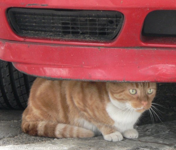 Photo de Chat domestique