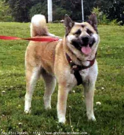 Photo d'Akita inu