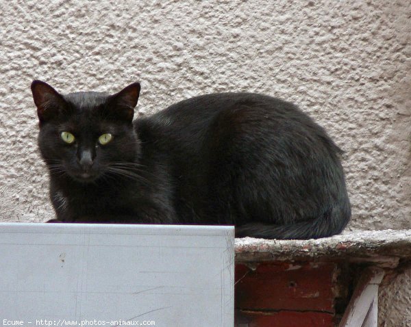 Photo de Chat domestique