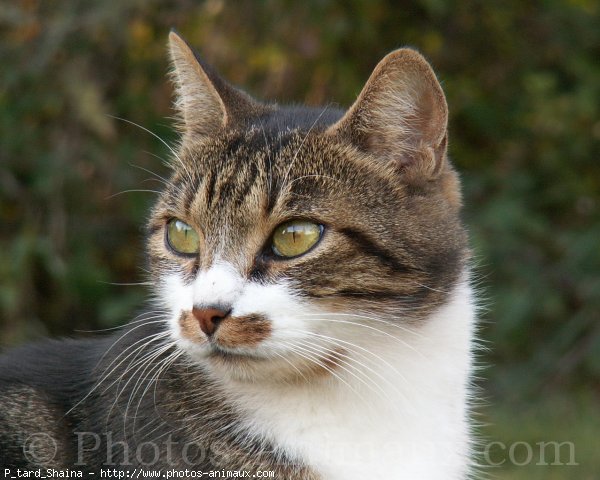 Photo de Chat domestique