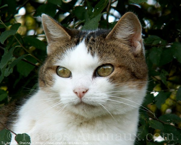 Photo de Chat domestique