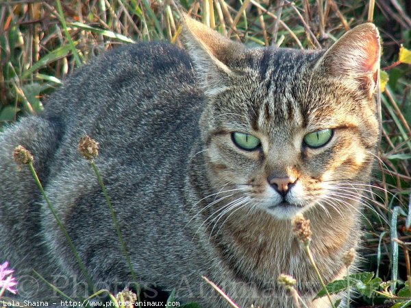 Photo de Chat domestique