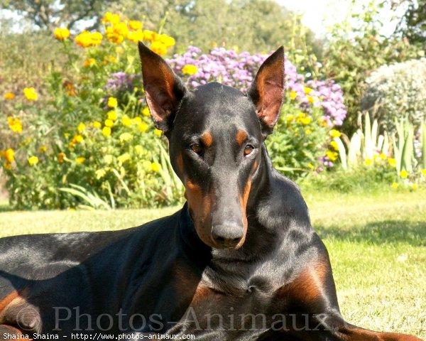 Photo de Dobermann