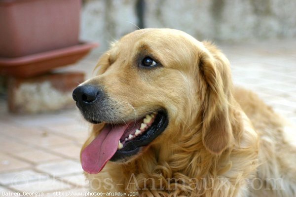 Photo de Golden retriever