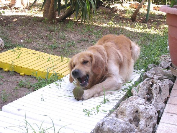 Photo de Golden retriever