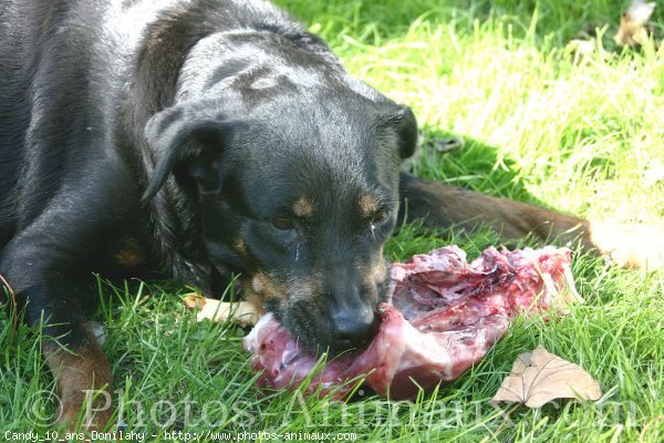 Photo de Rottweiler