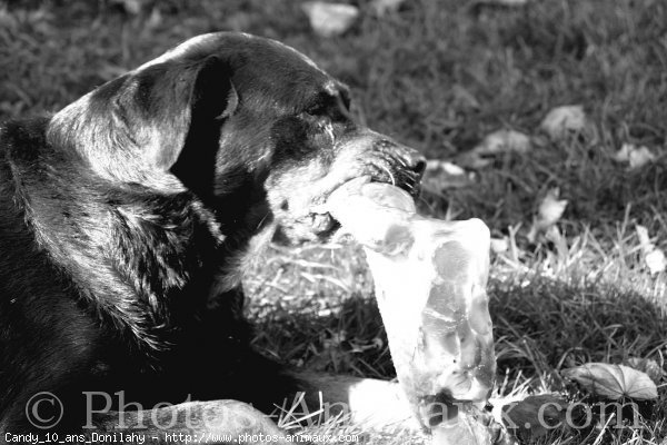 Photo de Rottweiler