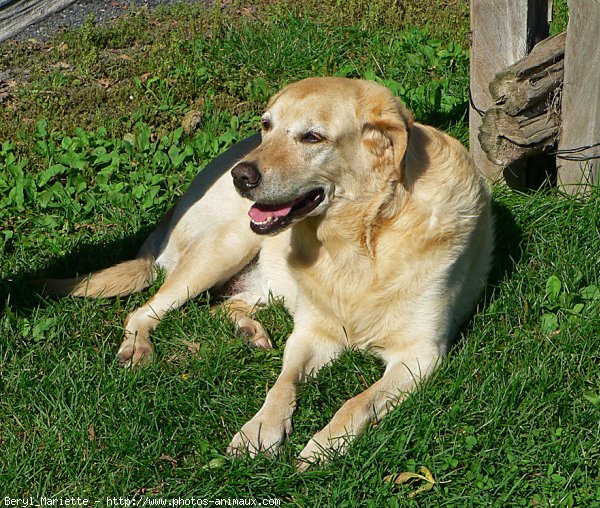 Photo de Labrador retriever