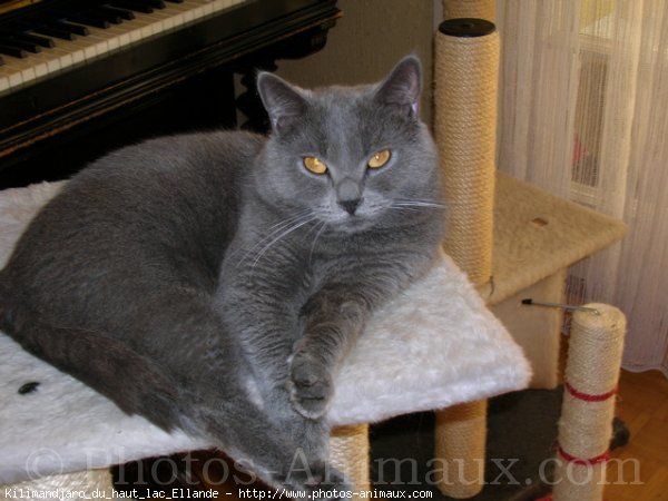 Photo de Chartreux