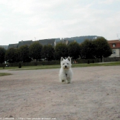 Photo de West highland white terrier