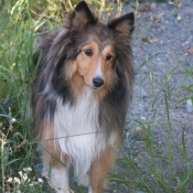 Photo de Chien de berger des shetland