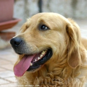 Photo de Golden retriever