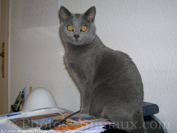 Photo de Chartreux