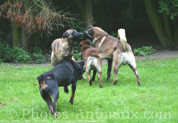 Photo de Berger belge malinois