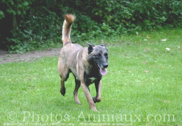 Photo de Berger belge malinois