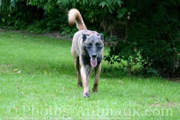 Photo de Berger belge malinois