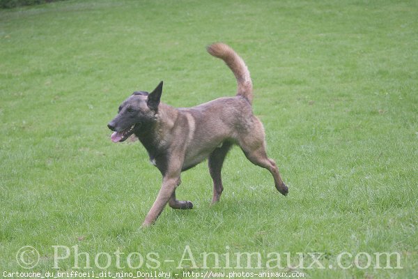 Photo de Berger belge malinois