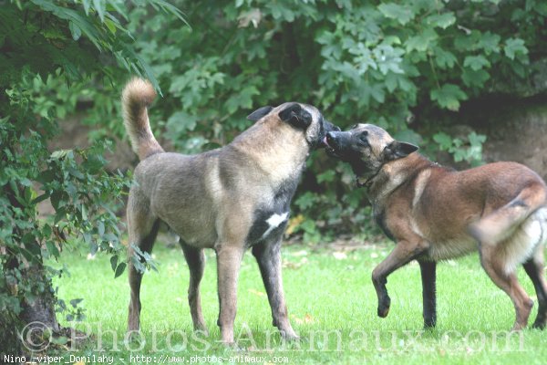 Photo de Berger belge malinois