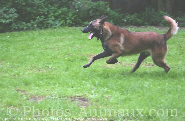 Photo de Berger belge malinois