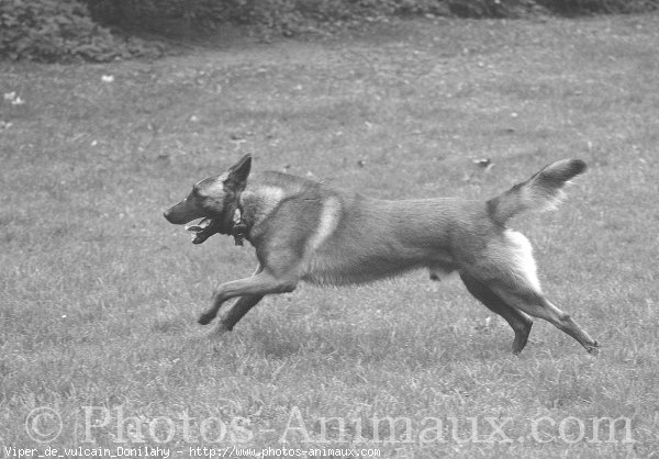 Photo de Berger belge malinois